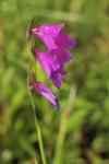Sumpf-Siegwurz - Gladiolus palustris