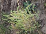 Sand-Lotwurz - Onosma borysthenica