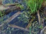 Spiegelndes Laichkraut-Potamogeton lucens