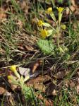 : - Primula polyantha