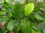 : - Gardenia remyi