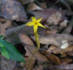 : - Voyria aphylla