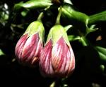 : - Lysimachia hillebrandii