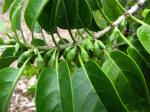 : - Nothocestrum breviflorum