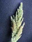 :-Panicum torridum
