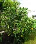 : - Pittosporum confertiflorum