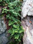 Südlicher Tüpfelfarn - Polypodium virginianum