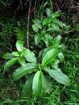: - Psychotria hawaiiensis