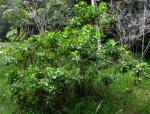 : - Scaevola chamissoniana