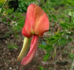 : - Sesbania tomentosa