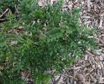 : - Sophora chrysophylla