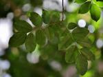 : - Pterocarpus rohrii