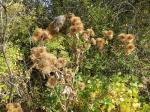 Große Klette - Arctium lappa