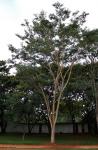 Garapa - Apuleia leiocarpa