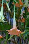 Duftende Engelstrompete - Brugmansia suaveolens