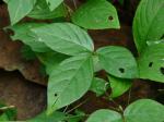 : - Teramnus repens subsp. gracilis