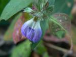 : - Cynarospermum asperrimum