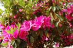 Azalee - Rhododendron japonicum