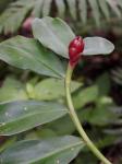 Spiralingwer-Costus spiralis