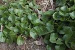 Gewöhnliche Haselwurz - Asarum europaeum