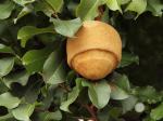 Paradiesnussbaum - Lecythis pisonis