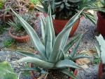 :-Agave cerulata