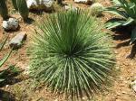: - Agave geminiflora