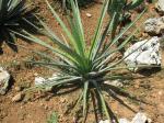 :-Agave karwinskii
