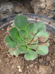 : - Aeonium diplocyclum