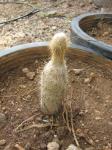 : - Austrocephalocereus dybowskii