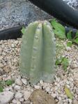 : - Echinopsis ancistrophora subsp. cardenasiana