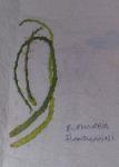 Medusenhaupt - Euphorbia flanaganii