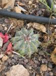 : - Melocactus azureus