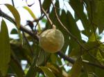 Netzannone - Annona reticulata