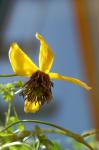 Goldwaldrebe - Clematis tangutica