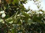 : - Bridelia retusa