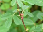 :-Indigofera trita