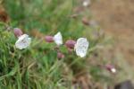Klippen-Leimkraut - Silene uniflora