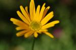 Ochsenauge - Buphthalmum salicifolium