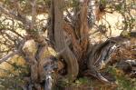 Purshia stansburyana - Purshia stansburiana