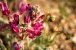 : - Astragalus mollissimus