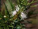 : - Myrcia linearifolia