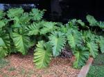 : - Philodendron undulatum