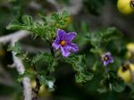 Sodomsapfel - Solanum linnaeanum