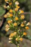 : - Trixis nobilis