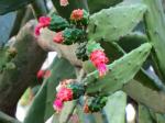 Cochenille-Feigenkaktus - Nopalea cochenillifera