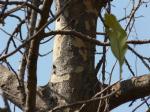 : - Dillenia pentagyna