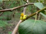 : - Grewia asiatica