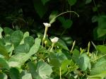 Prunkwinde - Ipomoea violacea