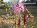 : - Cleome serrulata